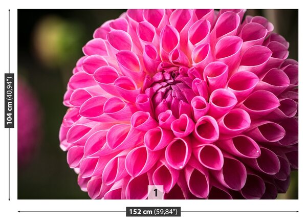 Fototapet Dahlia roz