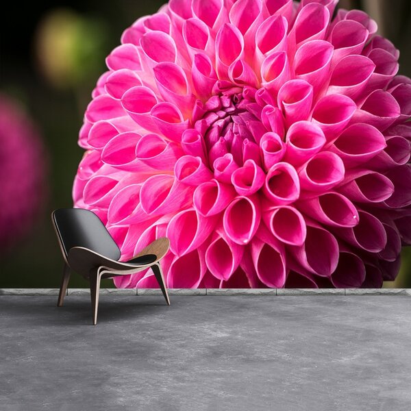 Fototapet Dahlia roz