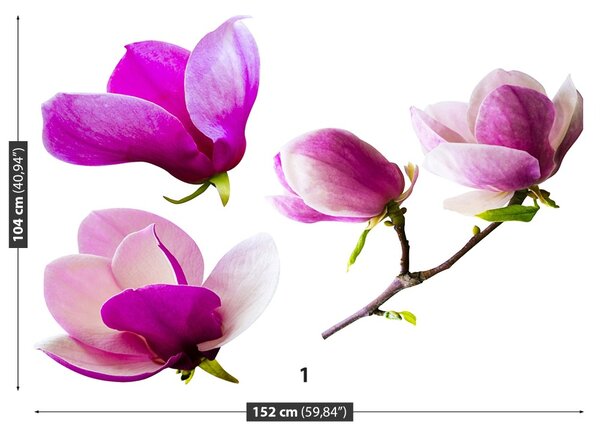 Fototapet Magnolia Flori