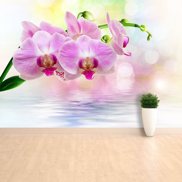 Fototapet Orchid Roses