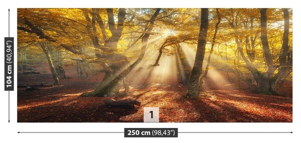 Fototapet Magic Forest
