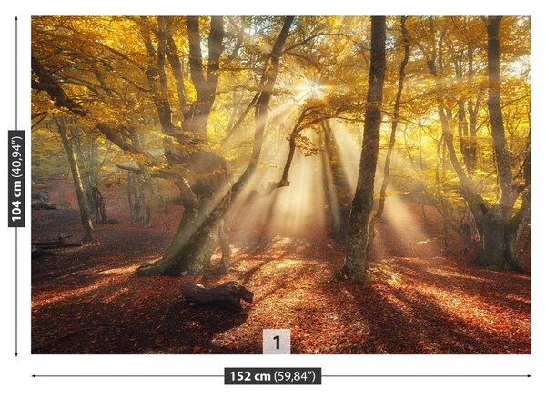 Fototapet Magic Forest