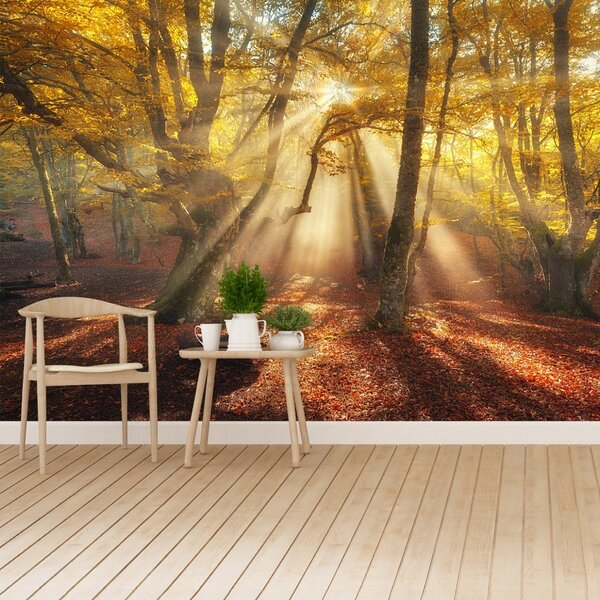 Fototapet Magic Forest