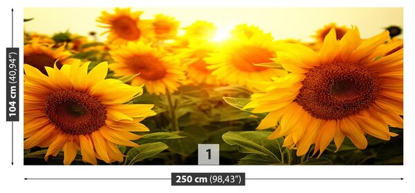Fototapet Floarea soarelui