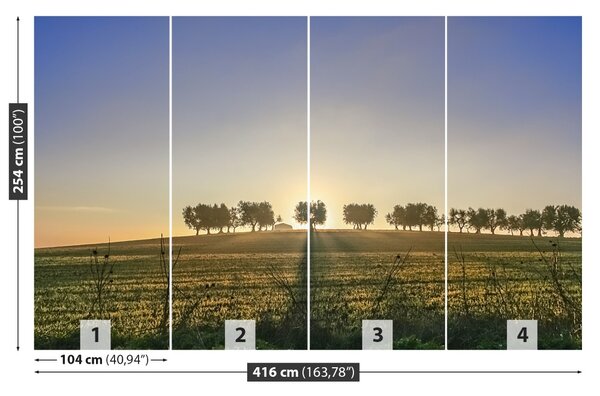Fototapet Olive Grove