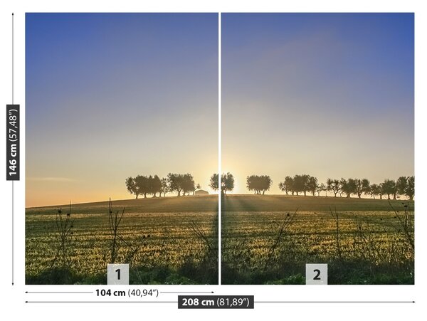 Fototapet Olive Grove