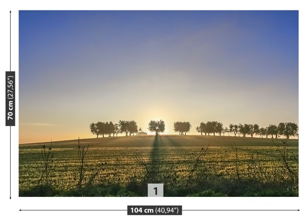 Fototapet Olive Grove