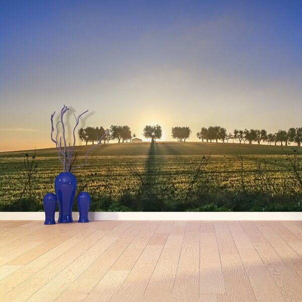 Fototapet Olive Grove