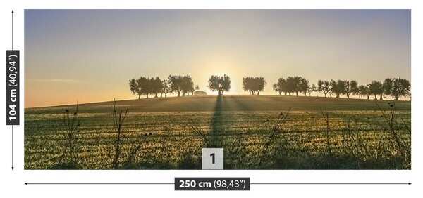 Fototapet Olive Grove