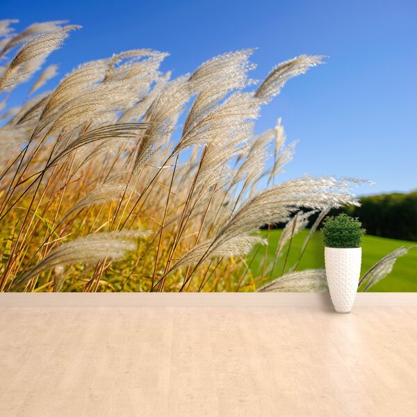 Fototapet Albastru Reed