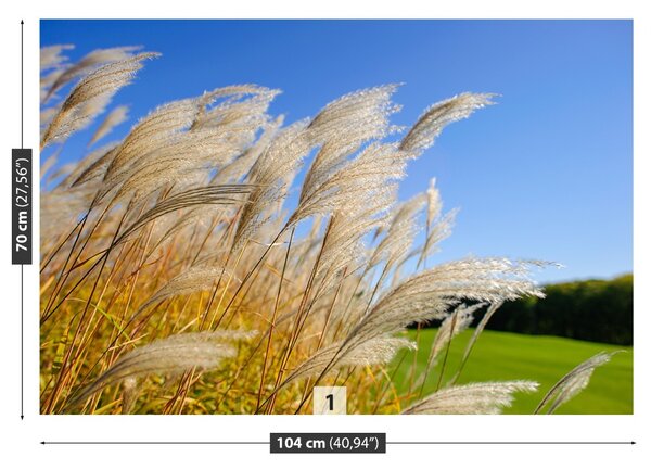 Fototapet Albastru Reed