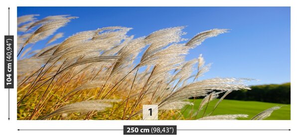 Fototapet Albastru Reed