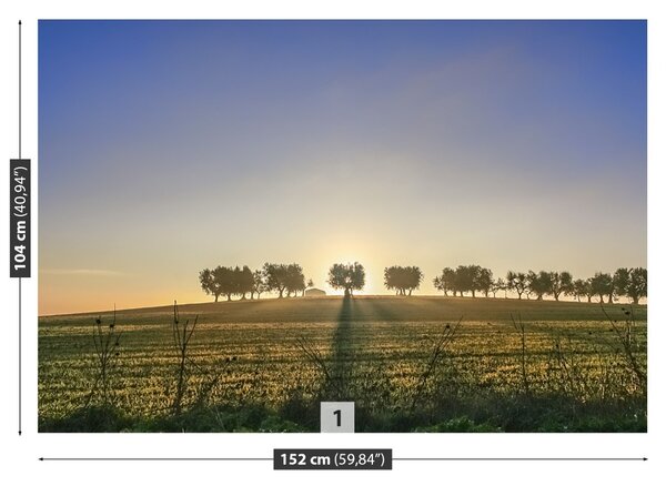 Fototapet Olive Grove