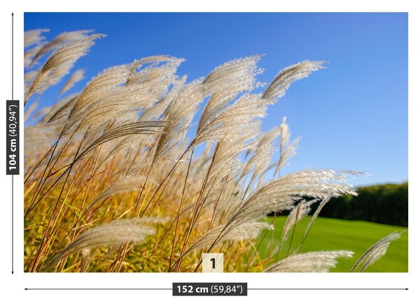 Fototapet Albastru Reed