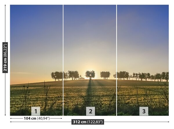 Fototapet Olive Grove