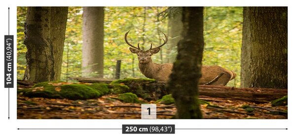 Fototapet Deer Forest