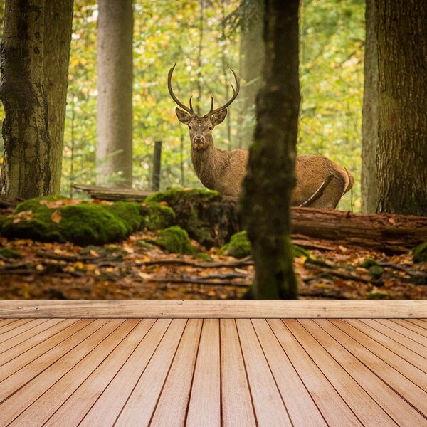 Fototapet Deer Forest