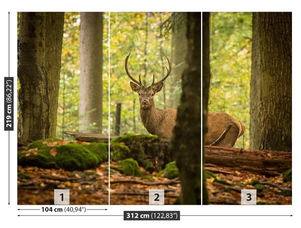 Fototapet Deer Forest