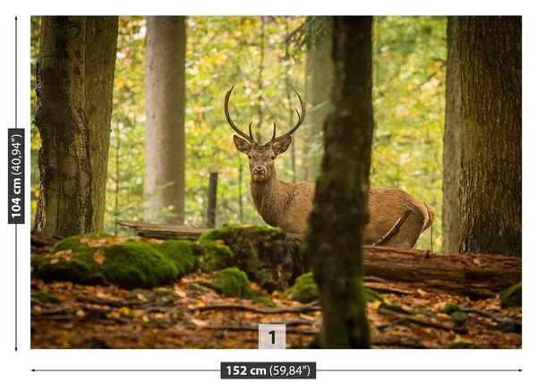Fototapet Deer Forest