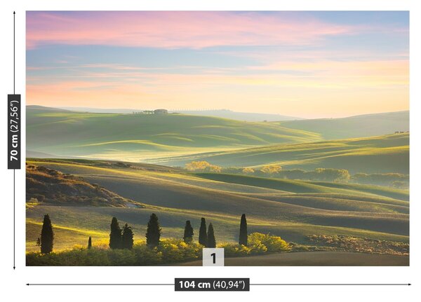 Fototapet chiparoși Toscana
