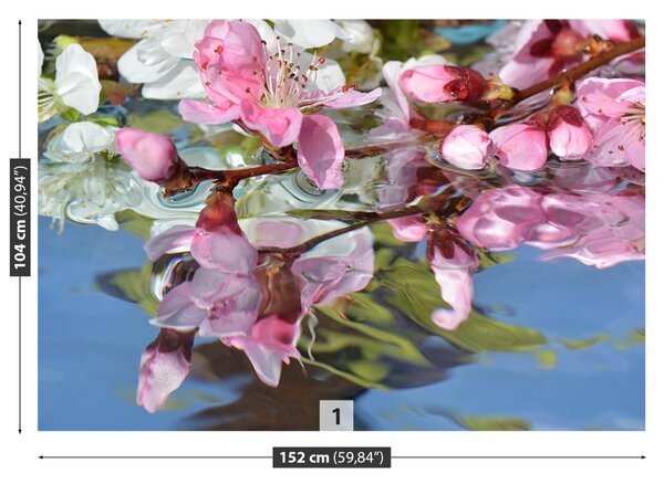 Fototapet Cherry Blossom Water