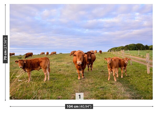 Fototapet vaci