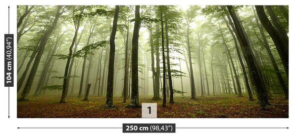 Fototapet Misty Forest