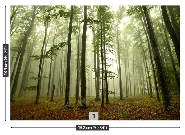 Fototapet Misty Forest