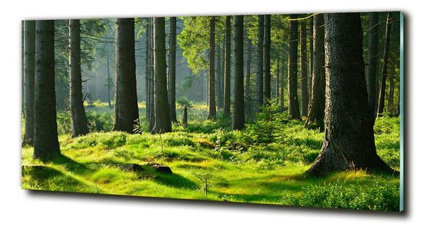 Tablou pe pe sticlă pădure de molid