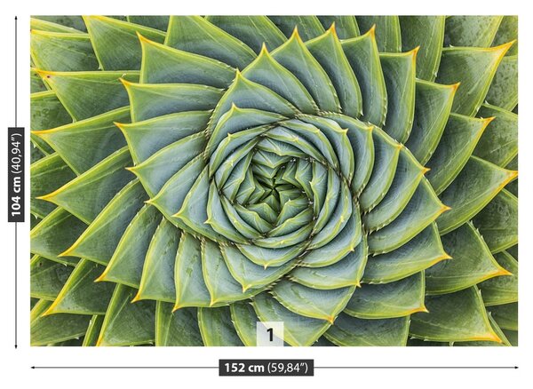 Fototapet Aloe Simetria