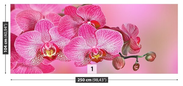 Fototapet roz Orhidee