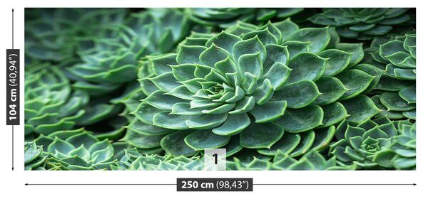 Fototapet Green Cactus