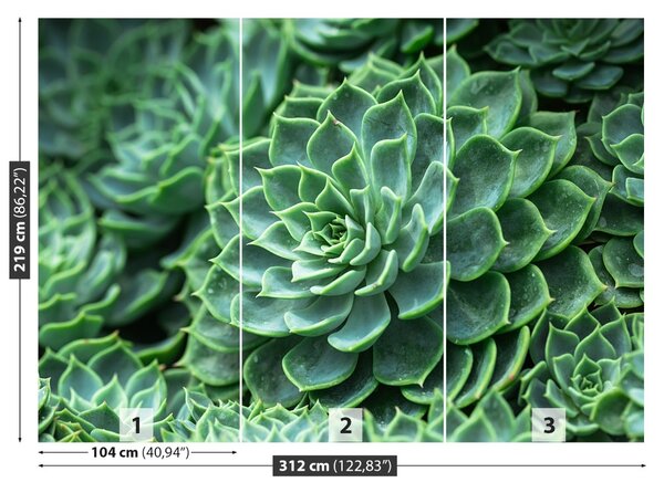 Fototapet Green Cactus