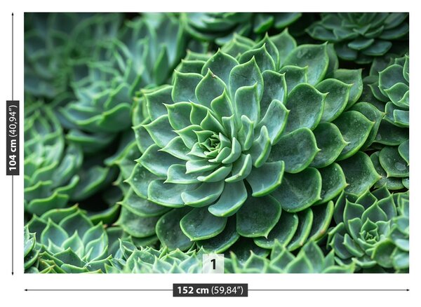 Fototapet Green Cactus