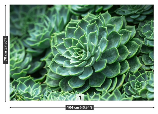 Fototapet Green Cactus