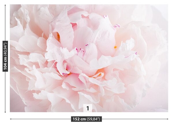Fototapet roz Peony