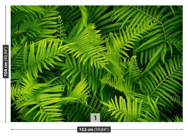 Fototapet Green Fern