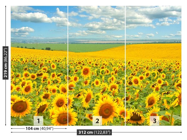 Fototapet Domeniu de Sunflowers
