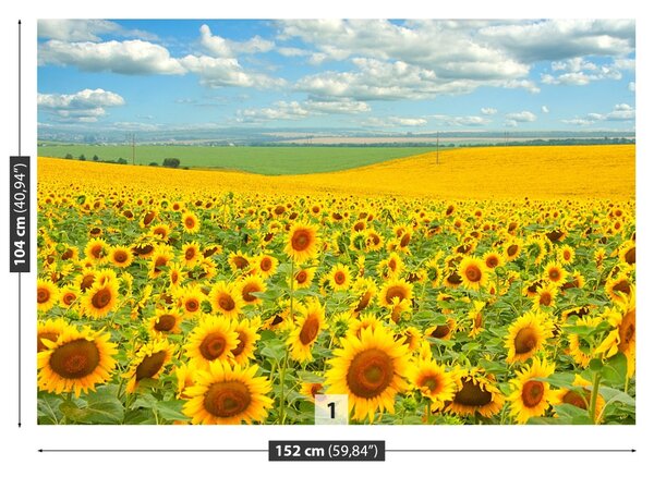 Fototapet Domeniu de Sunflowers