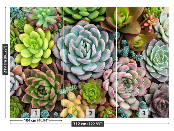 Fototapet Plante Rock Garden