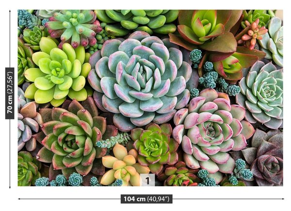 Fototapet Plante Rock Garden