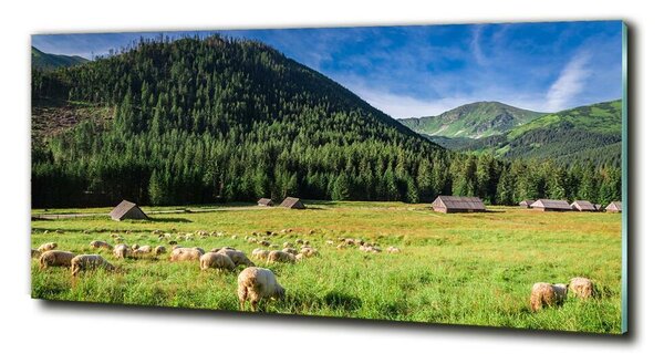 Fotografie imprimată pe sticlă Oi în munții Tatra
