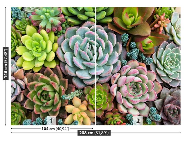 Fototapet Plante Rock Garden