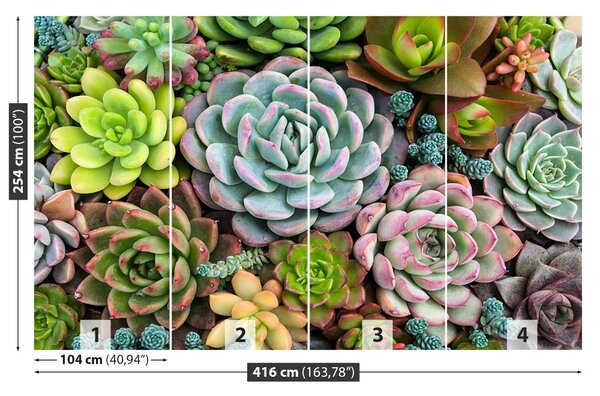 Fototapet Plante Rock Garden