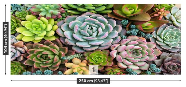 Fototapet Plante Rock Garden