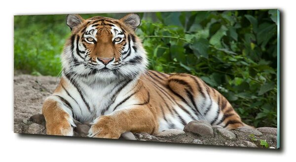 Tablou sticlă tigru siberian