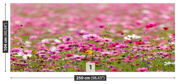 Fototapet Cosmos Flori