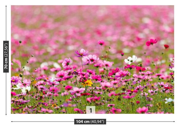 Fototapet Cosmos Flori