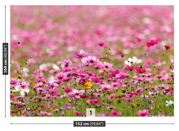 Fototapet Cosmos Flori
