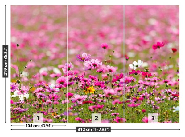 Fototapet Cosmos Flori